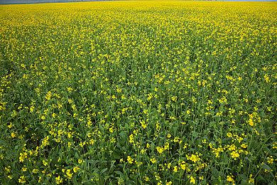 Netflix游戏部门关闭3A工作室后 将专注于生成式AI服务