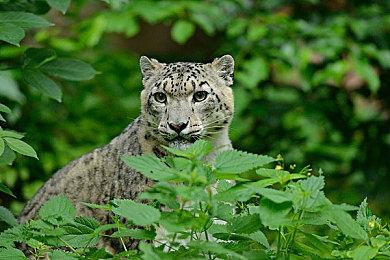 《战地2042》封测大量细节公布 处决改为第三人称